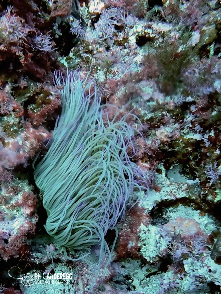 Anemonie in the Mediterranean Sea / Balearic Islands