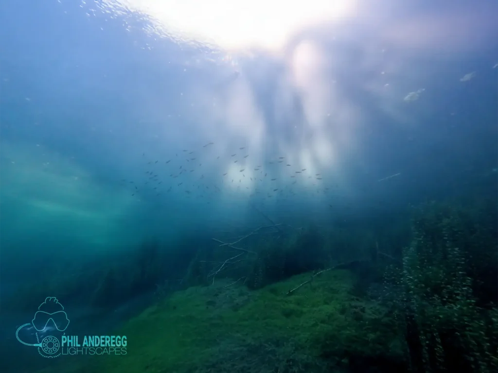 Echinger Weiher Landscape
