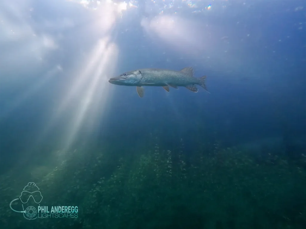 Pike at Echinger Weiher with sun shining through trees, seen from underwater