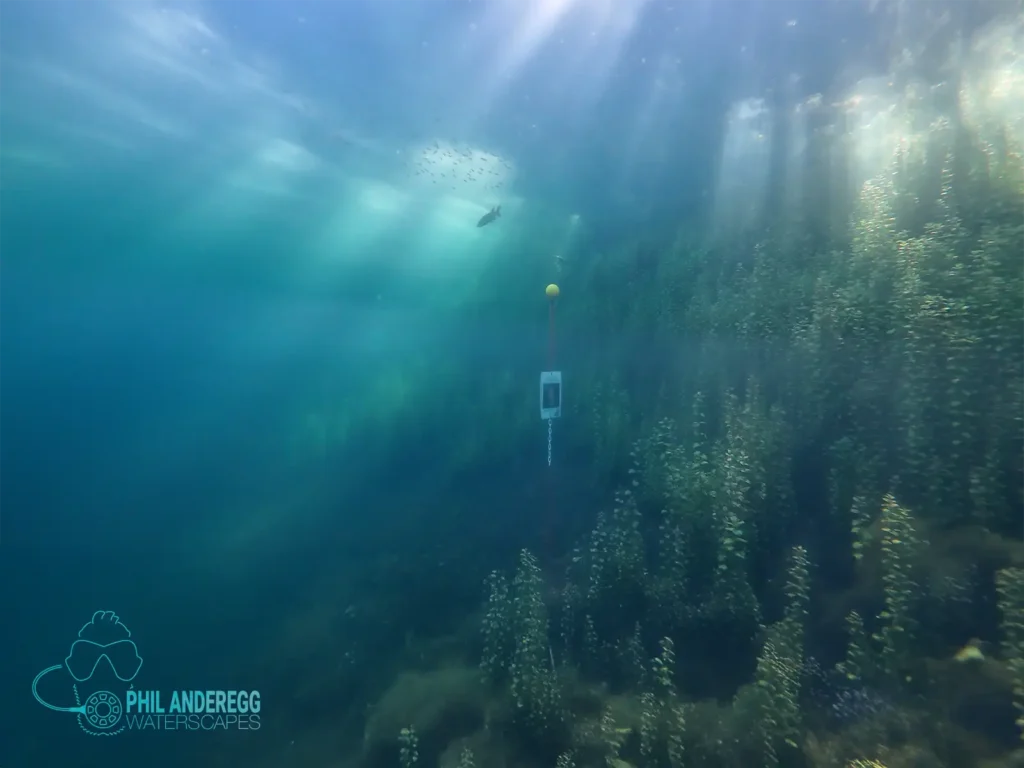Echinger Weiher Landscape with sun shining through trees, seen from underwater
