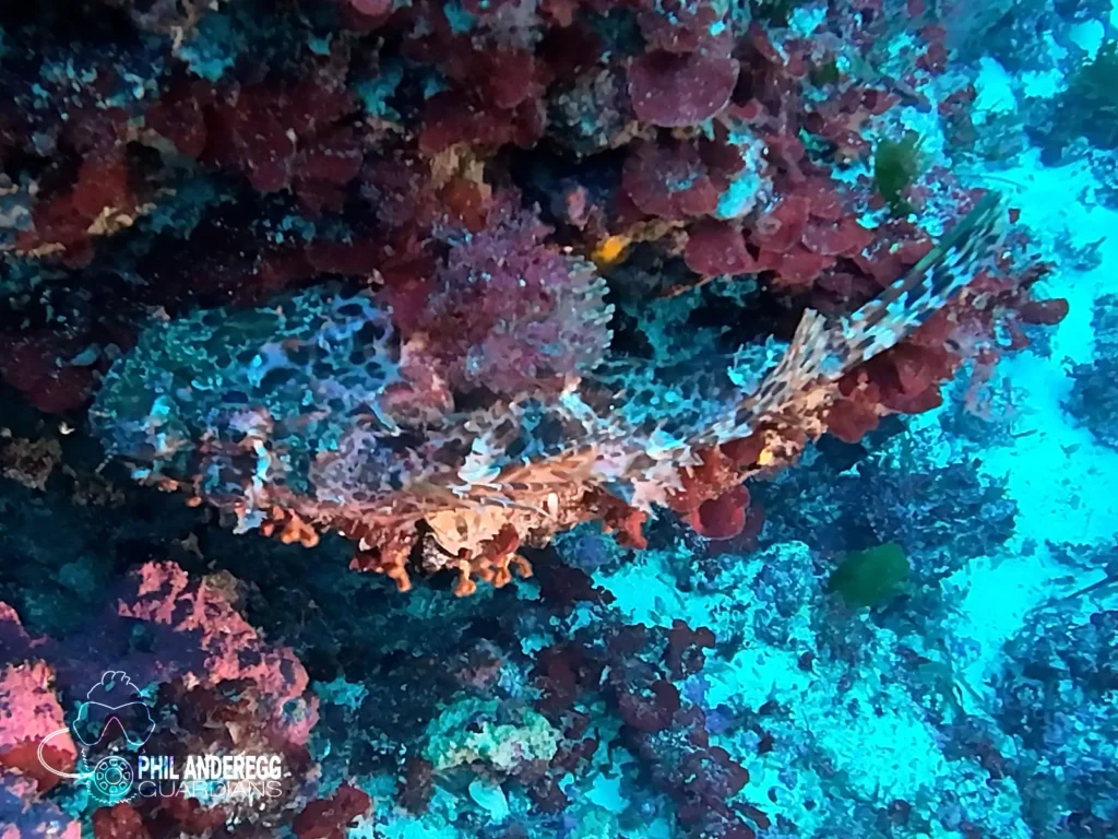 Scorpionfish in the Mediterranean Sea / Balearic Islands