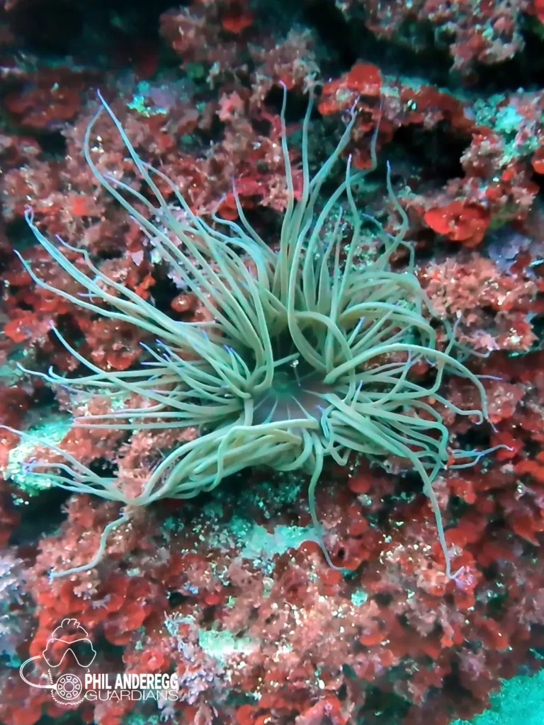 Anemone with visible mouth in the Mediterranean Sea / Balearic Islands