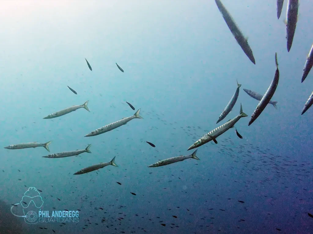 Barracuda Swarm the Mediterranean Sea / Balearic Islands