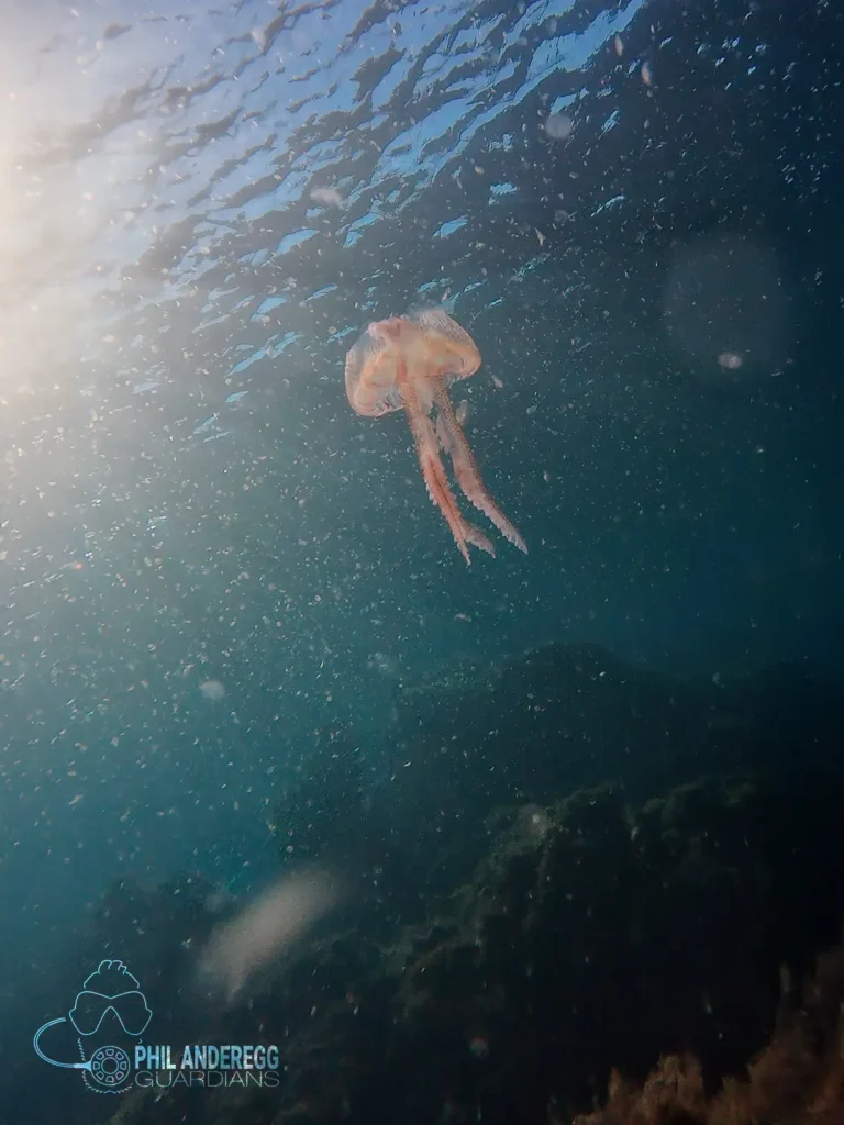 Jellyfish at Cala Morts, Menorca, Spain