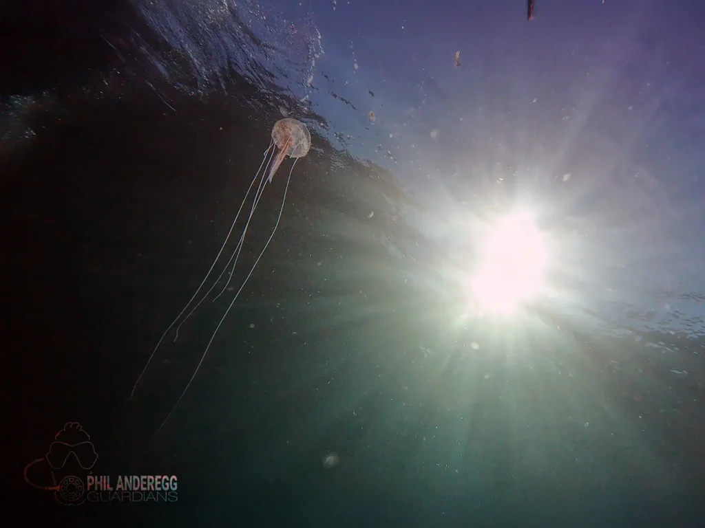Jellyfish in the sunlight at Cala Morts, Menorca