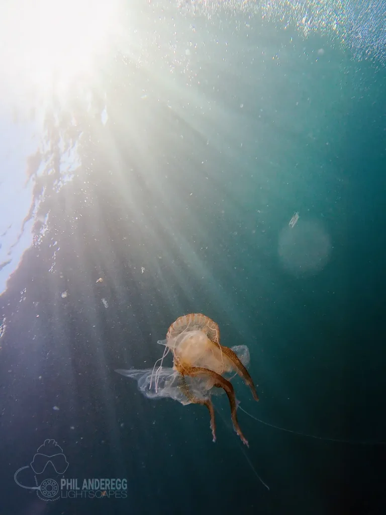 Jellyfish with it's prey in the sunlight in Menorca, Spain