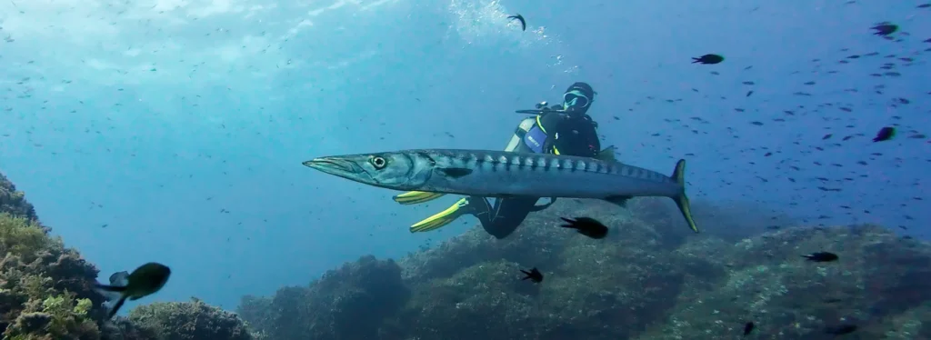 Marina from Diving Menorca and a Barracuda at Illa Porros in Menorca, Spain