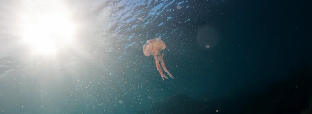 Jellyfish in Sunlight at Cala Morts, Menorca, Spain