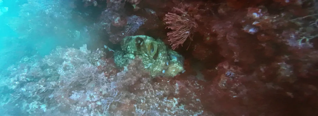 Octopus in Menorca Spain