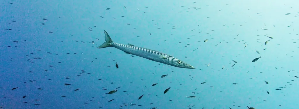 Barracuda in Menorca, Spain