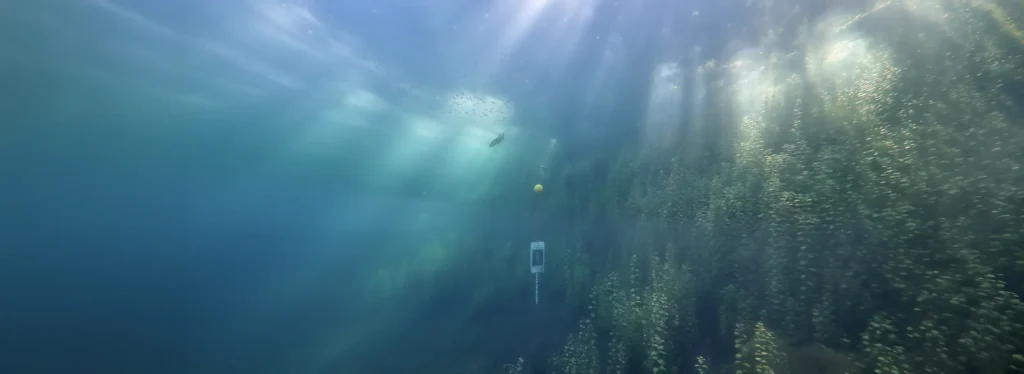 Underwater landscape and play of lights at Echinger Weiher, Bavaria