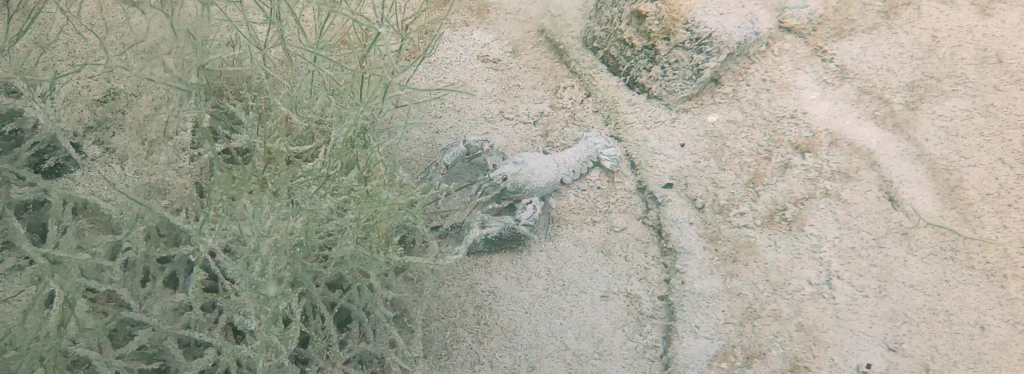 Crayfish at Plansee, Austria