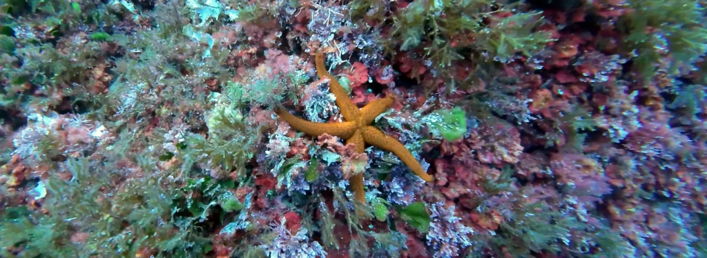 Red starfish on the north coast of Menorca, spain