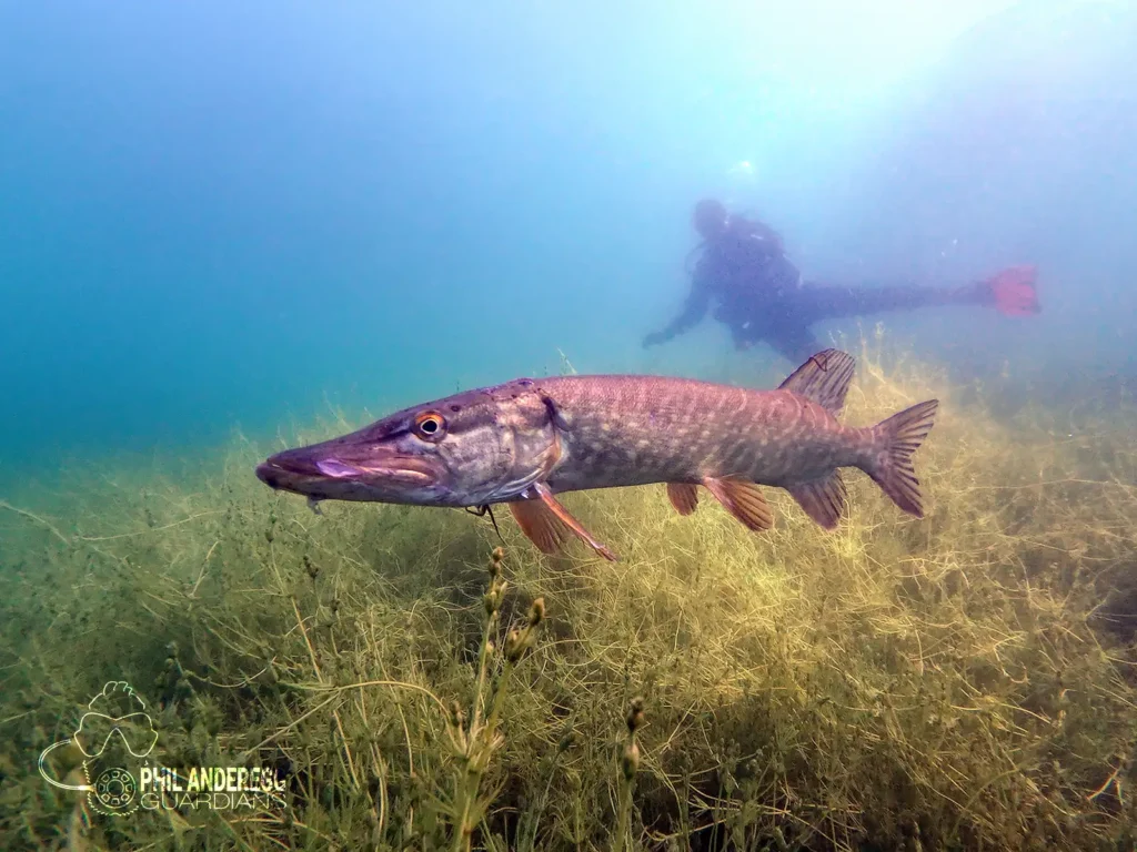 Big Pike at Echinger Weiher
