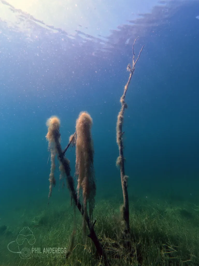 Algae on a branch at Echinger Weiher