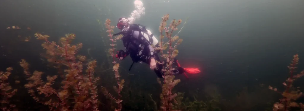 Renate diving at Starnberger See, Bavaria