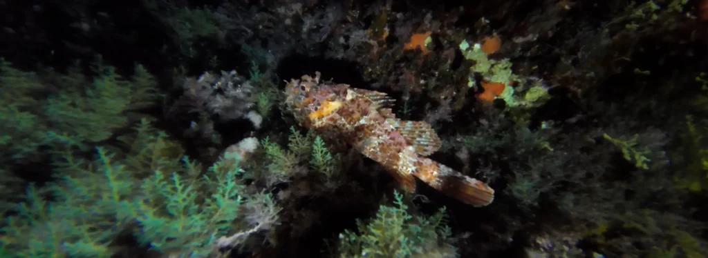 Scorpion Fish at night at Queso Suizo in Menorca, Spain