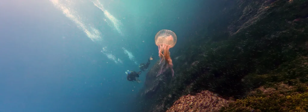 A jellifish in Arenal d'en Castell, Menorca, Spain