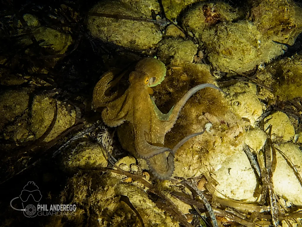 An Octopus at Cala Morts, Menorca at night in June
