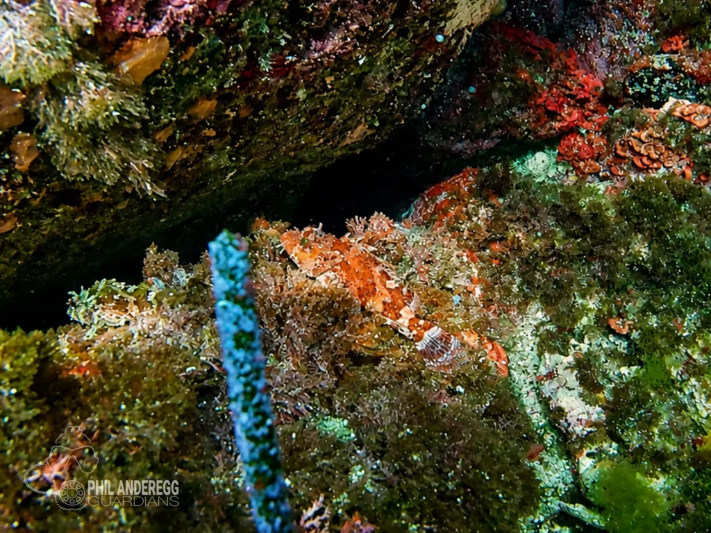Scorpionfish near Pozzo de la luna, Menorca, Spain