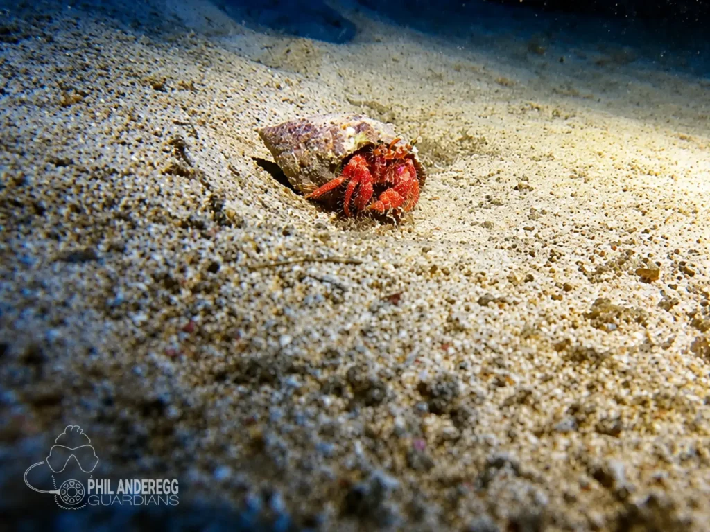 Hermit Crab inside the cave of pozzo de la luna in Menorca, Spain
