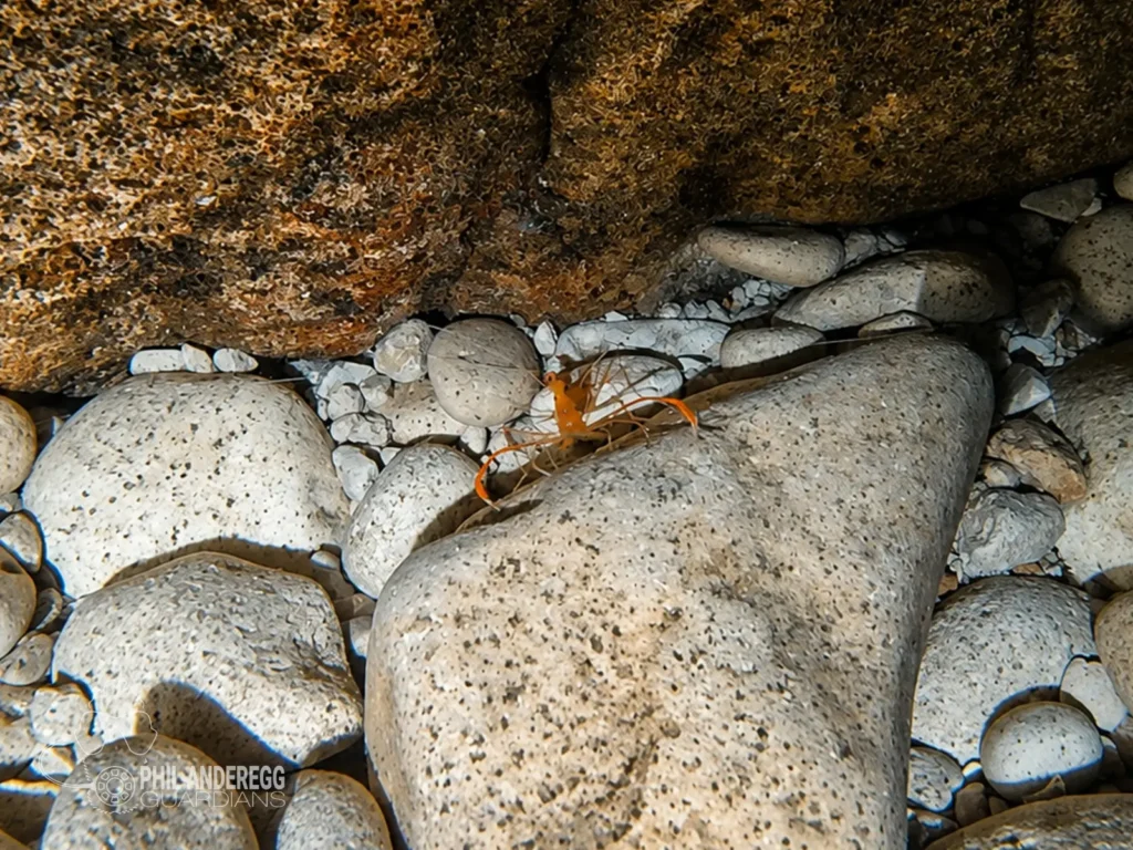 A shrimp inside the cave of pozzo de la luna, Menorca, Spain