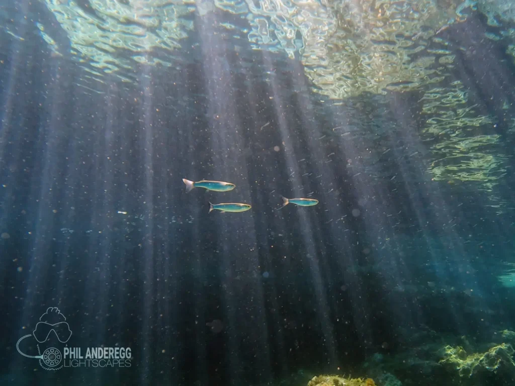 Grey Mullet in the Sunlight in menorca, Spain