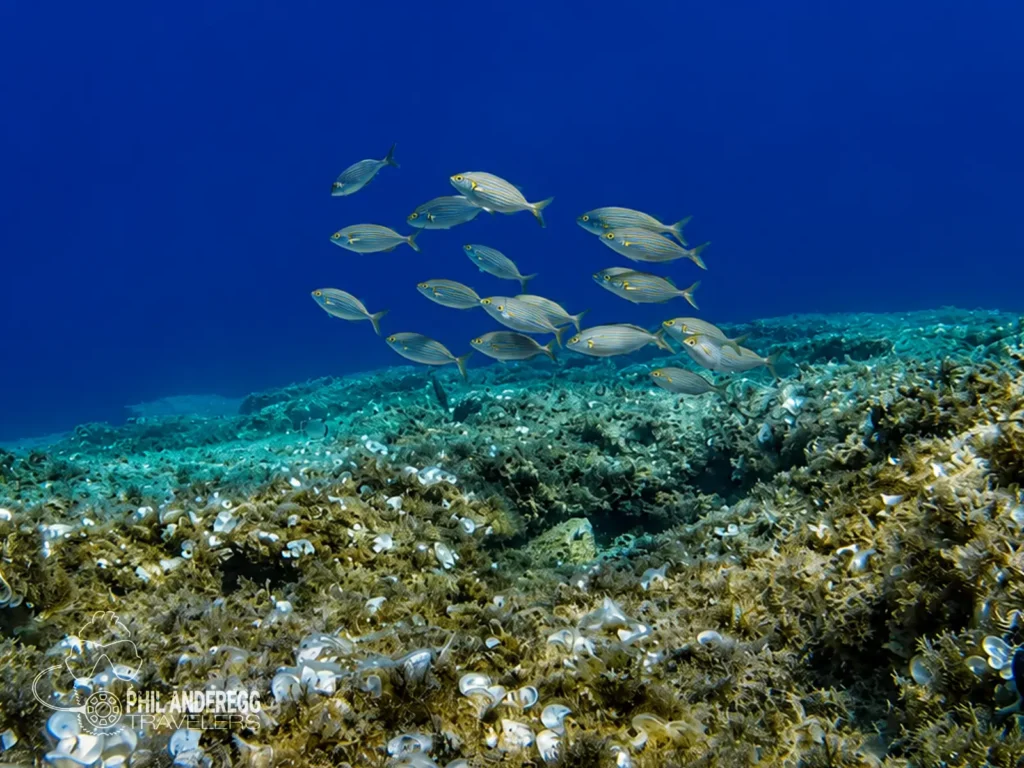 A school of Salpa in Menorca, Spain