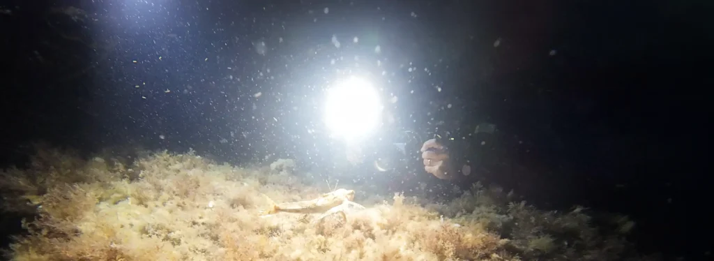 A diver taking pictures of a flying gurnard at night