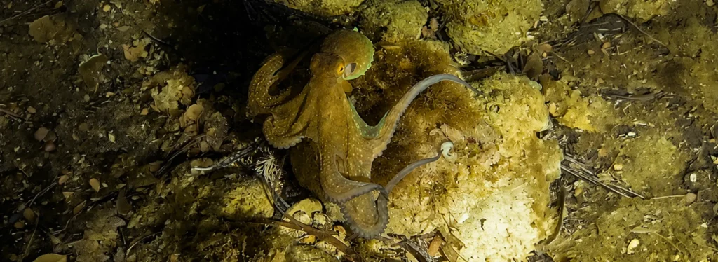 Octopus at night at Queso Suizo, Menorca, Spain