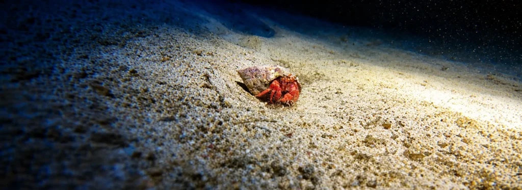 Hermit Crab at the Moon Pool in Menorca, Spain
